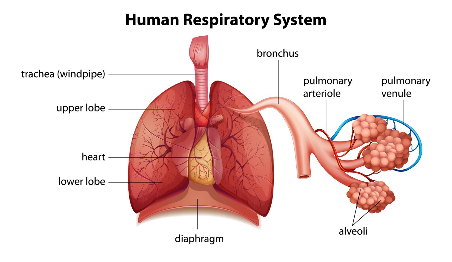 rsv-respiratory-syncytial-virus-infographic-illustration-my-xxx-hot-girl